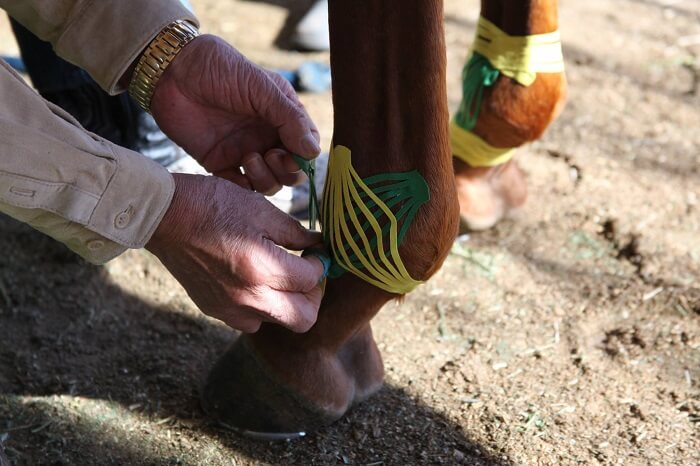 Taśmy Kinesio Equine dla koni