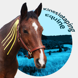 Kurs Kinesiotaping Equine KTE1/KTE2 -  20-21 WRZEŚNIA 2025r. - MOSZNA